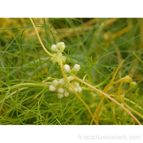 Graine de cuscute naturelle de haute qualité